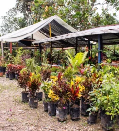 Corporación Agroambiental selva COAGROSELVA